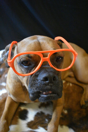 brown boxer breed dog wearing glassesの写真素材