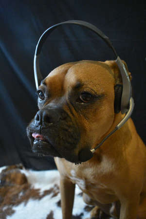 brown boxer breed dog wearing headphones with a microphone silly portraitの写真素材