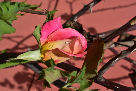 rain on a pink roseの写真素材