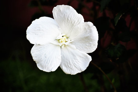 large white flower wallpaper