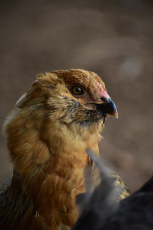 close up portrait of a golden chicken