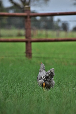 black and white rooster chicken running away from the camera in thick green grassの写真素材