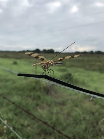 close up of a dragonflyの写真素材