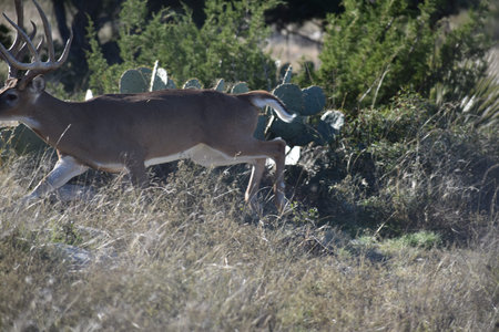 big white tail buckの写真素材