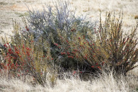 Sharp Cat's Claw Plant in the desertの写真素材