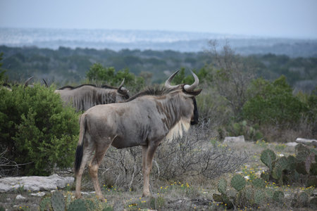 Wildebeest on top of a mountain