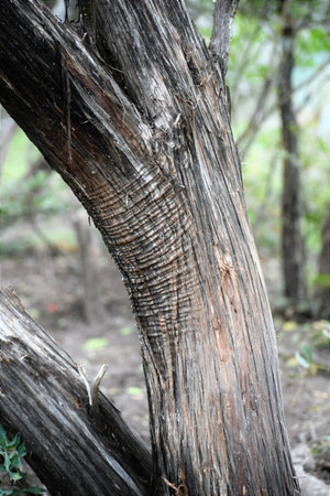 lines on the outside of a tree trunk backdrop