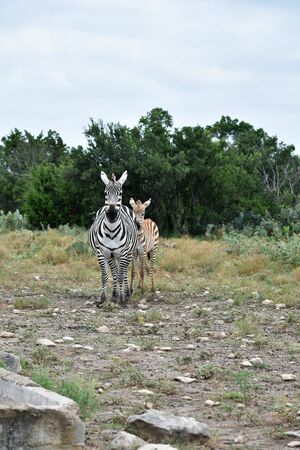 zebra mom and baby in the wildの写真素材