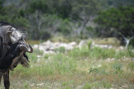 Wildebeest close up portrait
