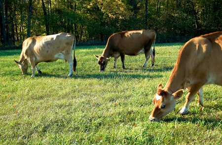 three cows grazeの写真素材