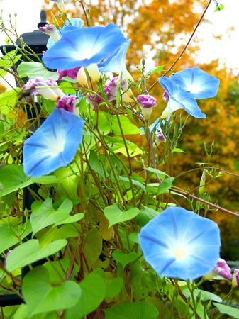 blue flowers with green leavesの写真素材