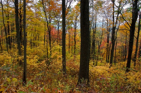 black trees and fall colored leavesの写真素材