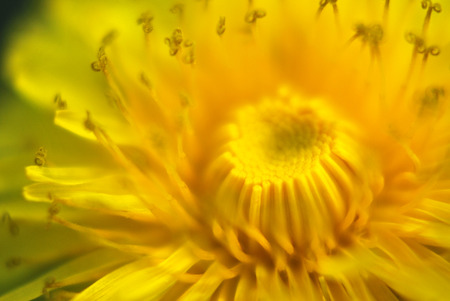 Soft focus Dandelionの写真素材