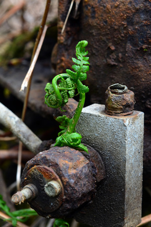 A new fern unfurls its fronds through rusty metalの写真素材