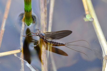 A mayfly rests on a pond surface