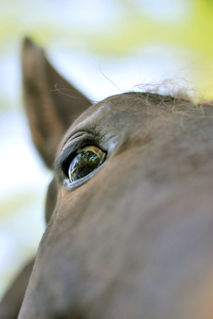Up the nose view of a brown horseの写真素材