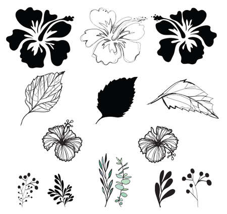 Flower hibiscus leaf outline silhouette vector black and white hand drawn logo icon patternのイラスト素材
