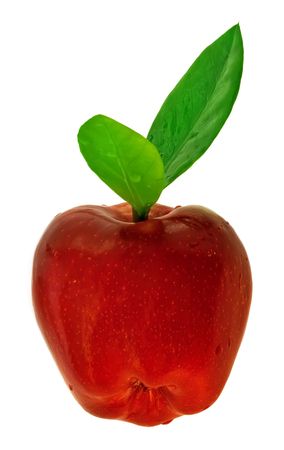 Red apple on green branchの写真素材