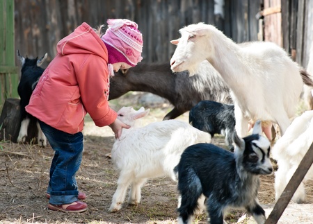 small girl playing with goatの写真素材
