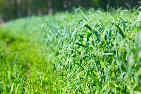 grass on a summer day in close-upの写真素材