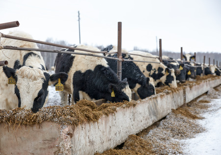 Feeding cows on the farm in winterの写真素材
