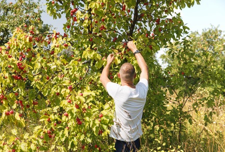 guy harvested apples in garden の写真素材