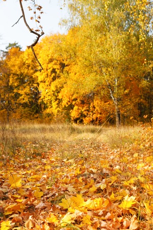 Fall in maple forestの写真素材