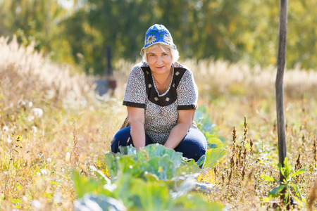farmer woman on a bed of cabbageの写真素材