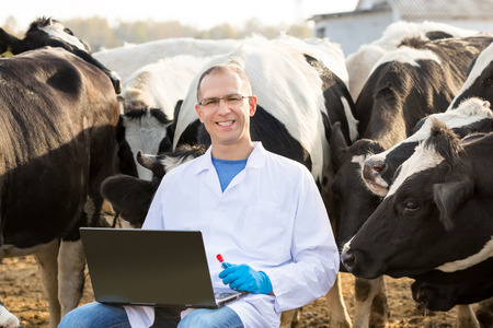Vet Doctor with laptop and bio tests on farm  cattleの写真素材