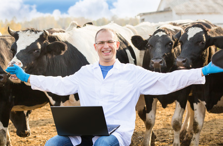 happy veterinarian with laptop on cow farmの写真素材