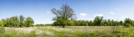 High-resolution panorama of a spring oak forestの写真素材