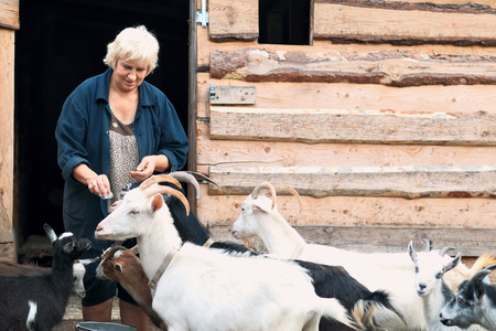 Woman farmer with goatsの写真素材
