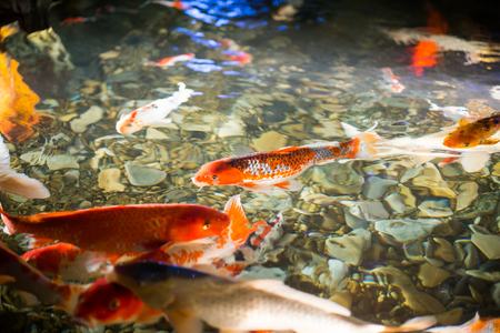 Asian carp (Koi Fish) swim in water pondの写真素材