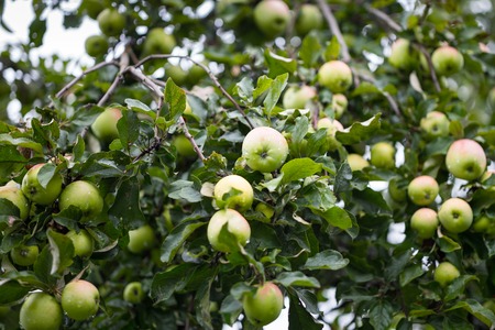 green apples on tree branchの写真素材