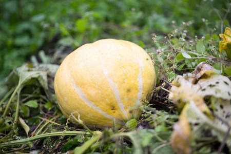 Big orange pumpkins growing in the garden.の写真素材