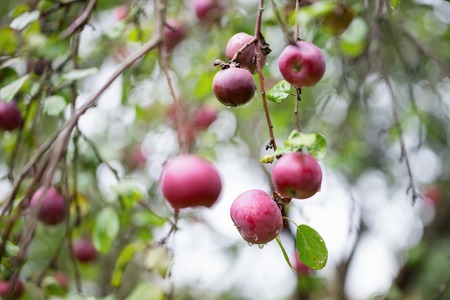 Ripe apples on the treeの写真素材