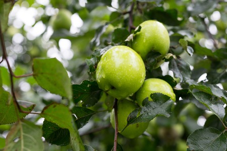 green ripe apples on tree branchの写真素材