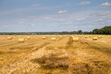 Color photo of rolls of hay in the field