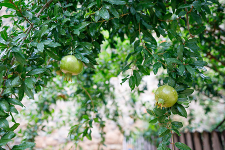 Close-up of dog-rose berries. Dog rose fruits Rosa canina . Wild rosehips in nature.の写真素材