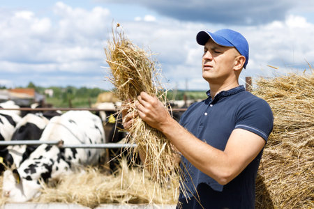 a farmer looks at hay feed on cow farm