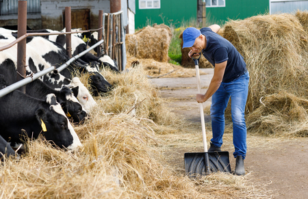 farmer man running shovel on farm of cowsの写真素材
