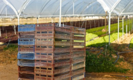 harvest boxes fresh of organic lettuce seedlings in a greenhouseの写真素材