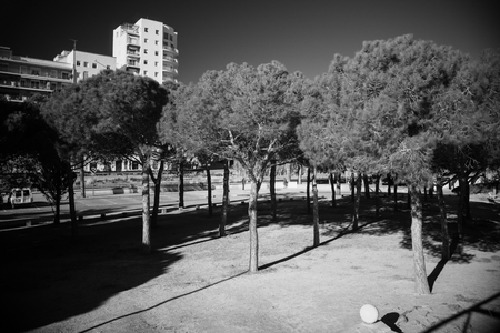 black and white infrared photography City Parkの写真素材