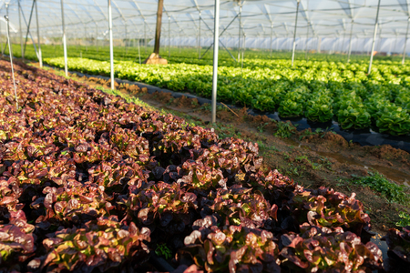 Fresh organic lettuce seedlings in a greenhouseの写真素材