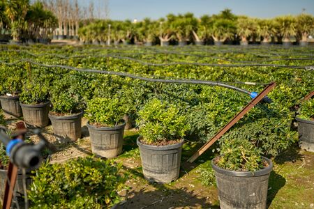 Garden shop. Seedlings of bushes in pots in garden store. Nursery of various green spruce plants for gardening.の写真素材