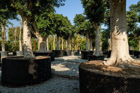Trees shop.Pots in garden store. Nursery of various trees for gardening and exterior decoration.の写真素材