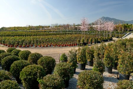 Garden shop. Seedlings of bushes in pots in garden store. Nursery of various green spruce plants for gardening.の写真素材