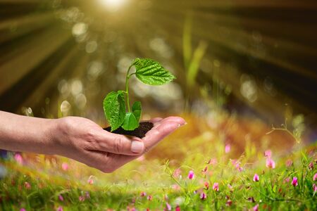 Planting a young tree in the forest.Growing,Seedling.New Life Concept.の写真素材