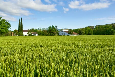 green wheat field and sunny day at agricultural farmの写真素材