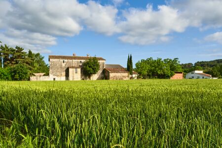 green wheat field and sunny day at agricultural farmの写真素材